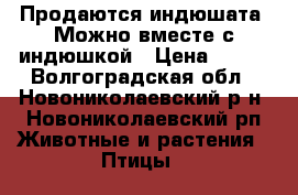 Продаются индюшата. Можно вместе с индюшкой › Цена ­ 300 - Волгоградская обл., Новониколаевский р-н, Новониколаевский рп Животные и растения » Птицы   
